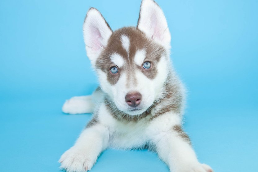 Discover The Husky Puppy Cost: How Much Is A Husky Puppy Cost?